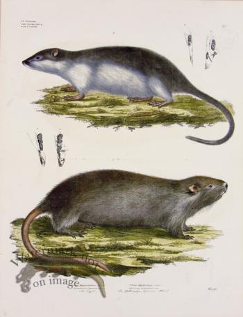 Goldfuss Coypu and Rakali